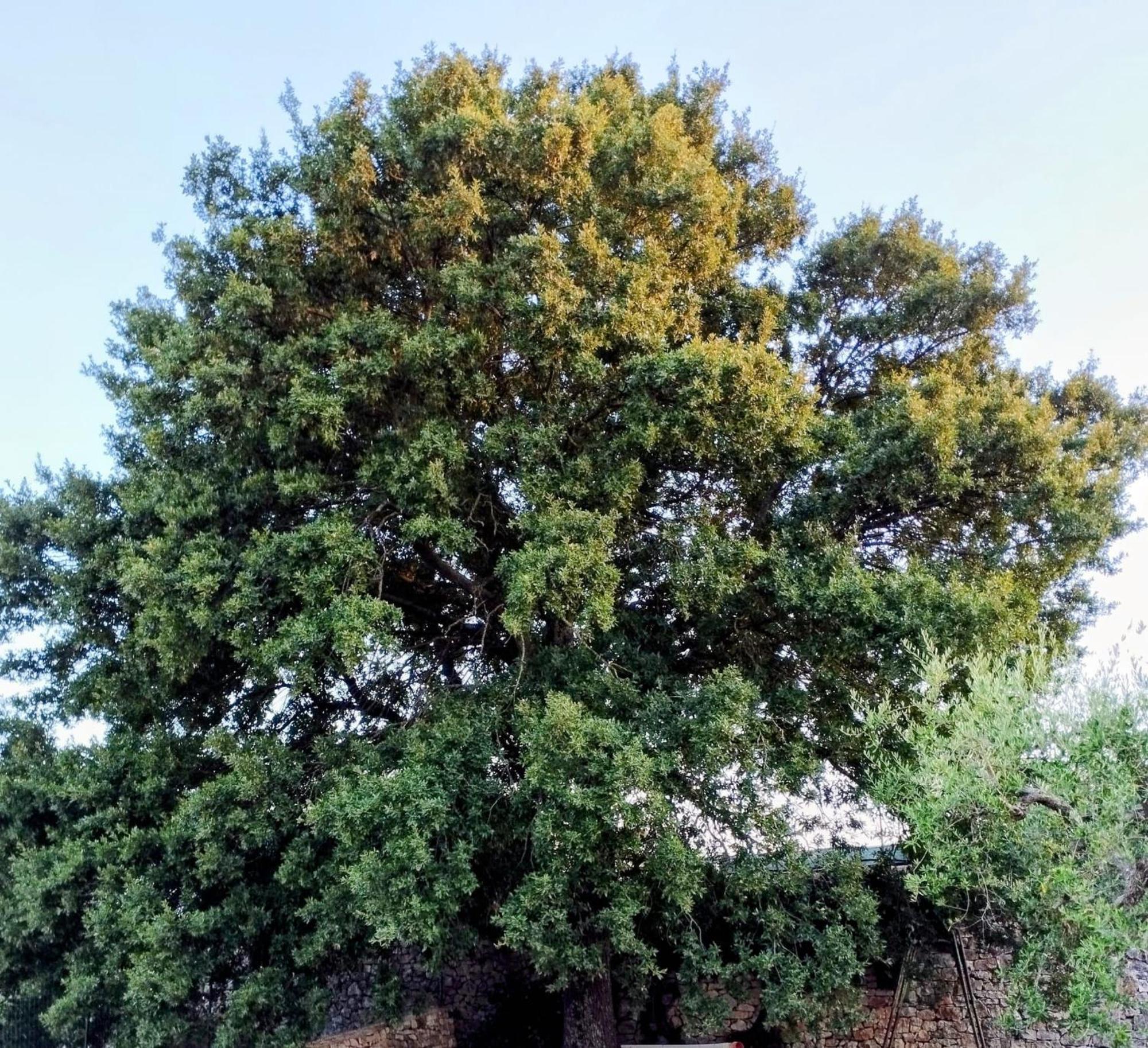 Trulli La Quercia Del Nonno Villa Locorotondo Bagian luar foto