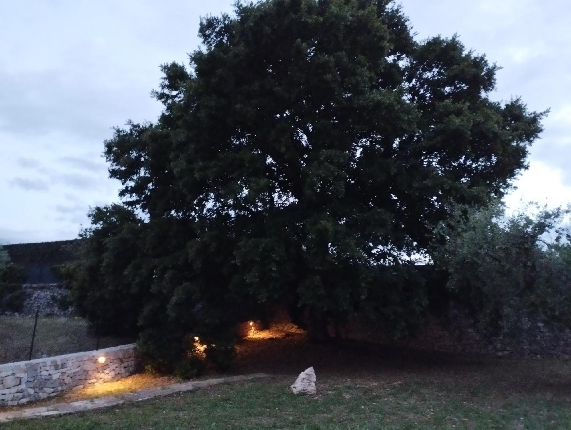 Trulli La Quercia Del Nonno Villa Locorotondo Bagian luar foto